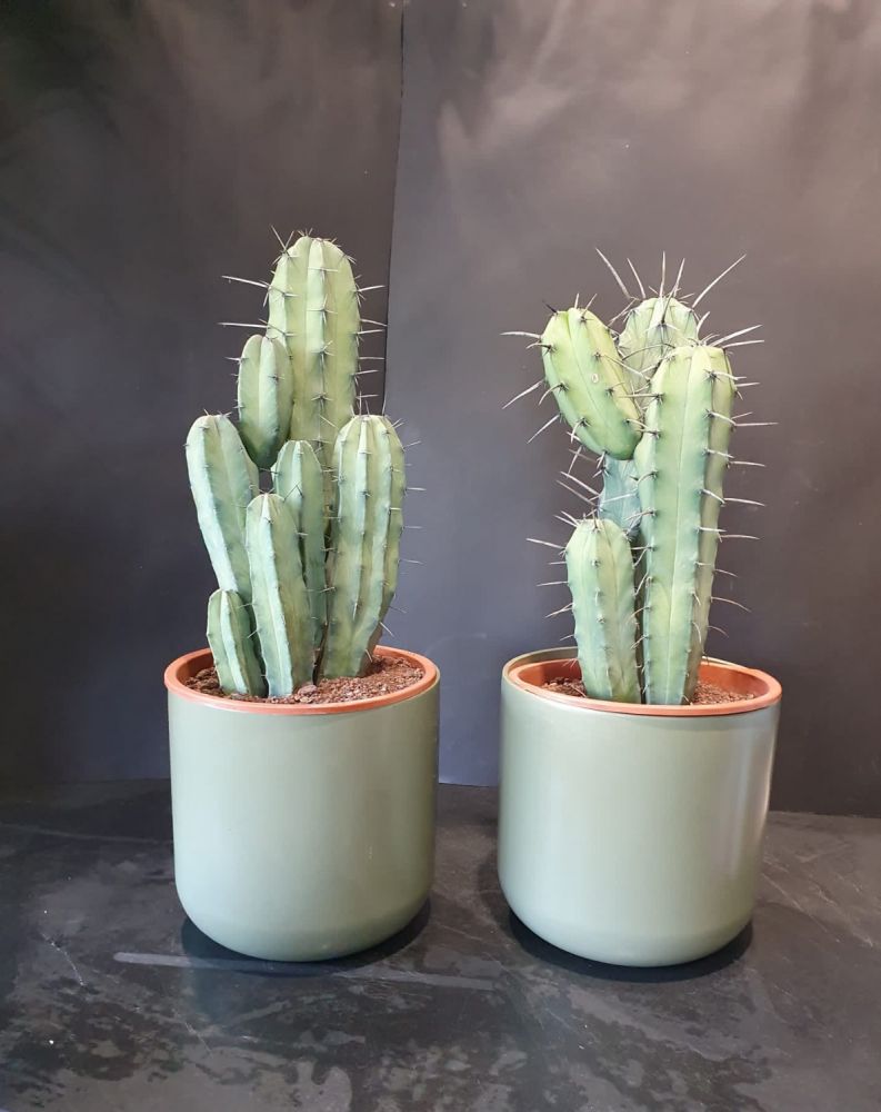 Myrtillo cactus- Pinata grassa originaria dei deserti di colore verde bluastro, poco ramificata. Ideali per l'estate anche il pieno sole.