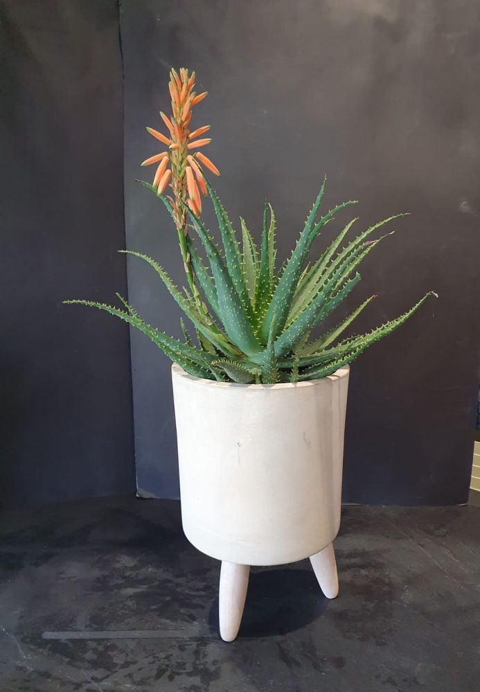 Aloe arborescens- Pianta con proprietà medicinali che sopporta lunghi periodi senza acqua.